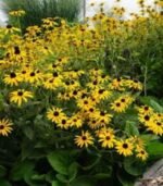 Susana cu ochi negri - Rudbeckia fulgida var. deamii la ghiveci P9 - imagine 2