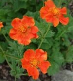 Geum coccineum Borisii - planta perena semi vesnic verde la ghiveci P9 - H 10 cm