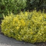 Euonymus Fortunei Emerald 'n Gold cu frunzis permanent la ghiveci P9 - H 10 cm - imagine 3