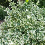 Euonymus Fortunei 'Emerald Gaiety' cu frunzis permanent la ghiveci P9 - H 15-20 cm - imagine 2