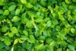 Euonymus Fortunei Coloratus cu frunzis permanent la ghiveci P9 - imagine 2