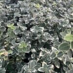 Euonymus Fortunei 'Emerald Gaiety' cu frunzis permanent la ghiveci P9 - H 15-20 cm - imagine 3