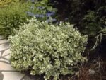 Euonymus Fortunei 'Emerald Gaiety' cu frunzis permanent la ghiveci P9 - H 15-20 cm