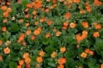 Geum coccineum Borisii - planta perena semi vesnic verde la ghiveci P9 - H 10 cm - imagine 2