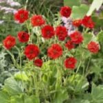 Geum  „Mrs J. Bradshaw” - planta perena la ghiveci P9 - imagine 2