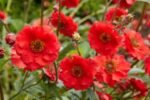 Geum  „Mrs J. Bradshaw” - planta perena la ghiveci P9