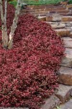 Euonymus Fortunei Coloratus cu frunzis permanent la ghiveci P9 - imagine 3