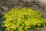 Euonymus Fortunei Emerald 'n Gold cu frunzis permanent la ghiveci P9 - H 10 cm - imagine 2