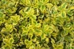 Euonymus Fortunei Emerald 'n Gold cu frunzis permanent la ghiveci P9 - H 10 cm