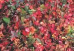 Euonymus Fortunei Coloratus cu frunzis permanent la ghiveci P9