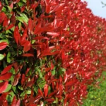 Photinia 'Red Robin' arbust peren cu frunzis vesnic verde la ghiveci P9.5, H 30-40 cm