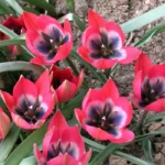 Lalele Pitice Botanice Little Beauty - pachet 5 bulbi marime 5/6 (Livrarea dupa 10 Septembrie) - imagine 2