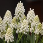 Bulbi Muscari Botryoides Album sau Zambila de Struguri - pachet 5 bucati marime 6+ (Livrarea dupa 10 Septembrie) - imagine 2