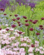 Bulbi Allium Atropurpureum marime 10/12 - Ceapa decorativa - pachet 3 bucati (Livrarea dupa 10 Septembrie) - imagine 2