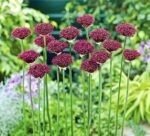 Bulbi Allium Atropurpureum marime 10/12 - Ceapa decorativa - pachet 3 bucati (Livrarea dupa 10 Septembrie) - imagine 3