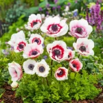 Anemone coronaria bicolor - pachet 10 bulbi marime 5+ (Livrarea dupa 10 Septembrie) - imagine 2