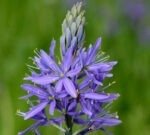 Zambila Indiana - Camassia Quamash - pachet 3 bulbi marime 6/7 (Livrarea dupa 10 Septembrie) - imagine 2