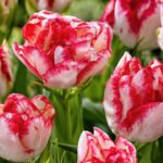 Lalele Multiflora Cartouche bulbi marime 12+ - pachet 3 bucati (Acest produs se livreaza dupa 10 Septembrie)