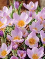 Brandusa - Crocus Firefly - pachet 5 bulbi marime 5/7 (Livrarea dupa 10 Septembrie) - imagine 2