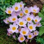 Brandusa - Crocus Firefly - pachet 5 bulbi marime 5/7 (Livrarea dupa 10 Septembrie)