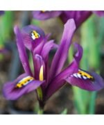 Stanjenel pitic - Iris Reticulata J.S Dijt - pachet 5 bulbi marime 8/9 (Livrarea dupa 10 Septembrie)