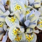 Stanjenel pitic - Iris Reticulata "Katharine Hodgkin” - pachet 5 bulbi marime 5+ (Livrarea dupa 10 Septembrie) - imagine 2