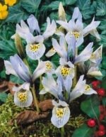 Stanjenel pitic - Iris Reticulata "Katharine Hodgkin” - pachet 5 bulbi marime 5+ (Livrarea dupa 10 Septembrie)