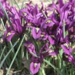 Stanjenel pitic - Iris Reticulata J.S Dijt - pachet 5 bulbi marime 8/9 (Livrarea dupa 10 Septembrie) - imagine 2