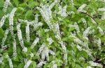 Itea virginica arbust peren semi vesnic verde la ghiveci C1.5, H 25-30  cm - imagine 3
