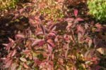 Itea virginica arbust peren semi vesnic verde la ghiveci C1.5, H 25-30  cm - imagine 2
