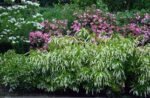 Itea virginica arbust peren semi vesnic verde la ghiveci C1.5, H 25-30  cm - imagine 4