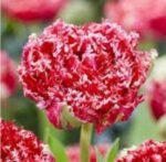 Bulbi Lalele duble franjurate Qatar, marime 12+ - pachet 3 bulbi (Livrarea dupa 10 Septembrie)