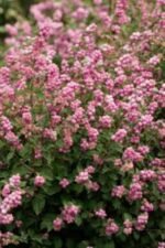 Symphoricarpos Magic Berry la ghiveci C1.5 -  H 40-50 cm - imagine 2