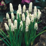 Bulbi Muscari Botryoides Album sau Zambila de Struguri - pachet 5 bucati marime 6+ (Livrarea dupa 10 Septembrie)