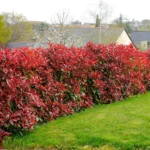 Photinia 'Red Robin' arbust peren cu frunzis vesnic verde la ghiveci P9.5, H 30-40 cm - imagine 2