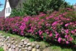 Spiraea japonica Anthony Waterer - Cununita cu flori roz la ghiveci C1.5 - H 40-50 cm - imagine 2