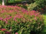 Spiraea japonica Anthony Waterer - Cununita cu flori roz la ghiveci C1.5 - H 40-50 cm - imagine 3