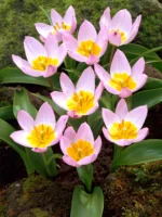 Lalele Pitice Botanice Lilac Wonder - pachet 5 bulbi marime 7/8 (Livrarea dupa 10 Septembrie) - imagine 3