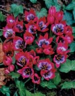 Lalele Pitice Botanice Little Beauty - pachet 5 bulbi marime 5/6 (Livrarea dupa 10 Septembrie)