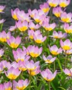 Lalele Pitice Botanice Lilac Wonder - pachet 5 bulbi marime 7/8 (Livrarea dupa 10 Septembrie) - imagine 2