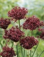Bulbi Allium Atropurpureum marime 10/12 - Ceapa decorativa - pachet 3 bucati (Livrarea dupa 10 Septembrie)