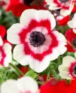 Anemone coronaria bicolor - pachet 10 bulbi marime 5+ (Livrarea dupa 10 Septembrie)
