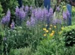 Zambila Indiana - Camassia Quamash - pachet 3 bulbi marime 6/7 (Livrarea dupa 10 Septembrie) - imagine 3