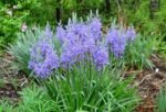 Zambila Indiana - Camassia Quamash - pachet 3 bulbi marime 6/7 (Livrarea dupa 10 Septembrie)