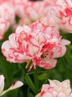 Lalele Multiflora Cartouche bulbi marime 12+ - pachet 3 bucati (Acest produs se livreaza dupa 10 Septembrie) - imagine 3