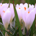 Brandusa - Crocus Firefly - pachet 5 bulbi marime 5/7 (Livrarea dupa 10 Septembrie) - imagine 3