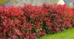Photinia 'Carre Rouge' arbust peren cu frunzis vesnic verde la ghiveci P9.5, H 40-45 cm (Livrarea dupa 10 Septembrie) - imagine 3