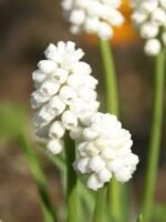 Bulbi Muscari Botryoides Album sau Zambila de Struguri - pachet 5 bucati marime 6+ (Livrarea dupa 10 Septembrie) - imagine 3