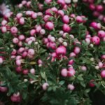 Symphoricarpos Magic Berry la ghiveci C1.5 -  H 40-50 cm