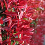 Photinia 'Red Robin' arbust peren cu frunzis vesnic verde la ghiveci P9.5, H 30-40 cm - imagine 3